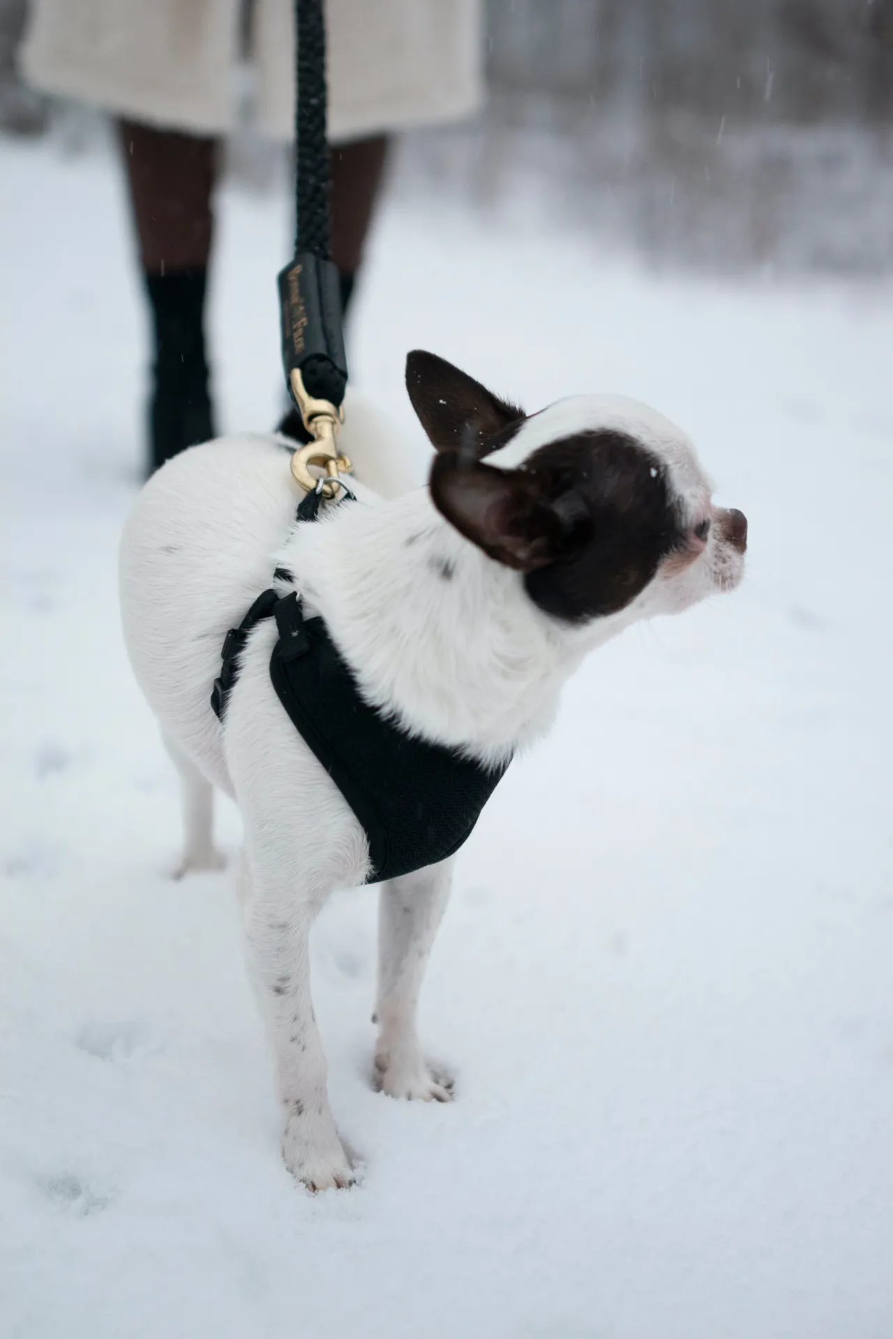 Bundle Shearling Fur Grip   Rope Leash for Dogs - Chic and Functional Dog Walking Accessory
