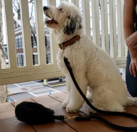 Bundle Shearling Fur Grip   Rope Leash for Dogs - Chic and Functional Dog Walking Accessory
