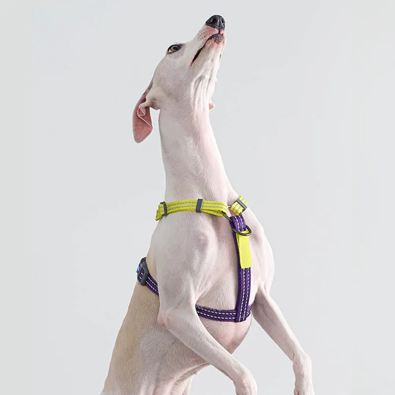 Stylish Multi-Functional Dog Harness